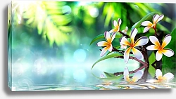 Постер Цветы плюмерии над водой