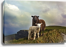 Постер Черная и белая овечки на холме