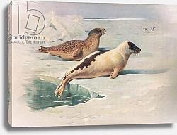Постер Торнбурн Арчибальд (Бриджман) Ringed Seal and Harp Seal, from Thorburn's Mammals published by Longmans and Co, c. 1920