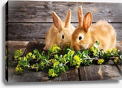 Постер Два кролика с веткой желтых цветов