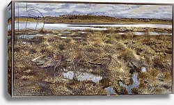 Постер Лильефорс Бруно Curlews Birds in the marshes. Painting by Bruno Andreas Liljefors 1913 Sun. 1,19x2,2 m Paris, Musee du Louvre