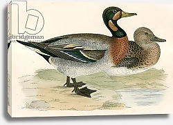 Постер Моррис (акв, птицы) Bimaculated Duck