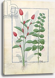 Постер Тестард Робинет (бот) Ms Fr. Fv VI #1 fol.161v Illustration from the 'Book of Simple Medicines'
