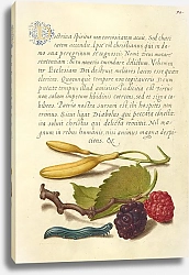 Постер Хофнагель Йорис Hyacinth, Black Mulberry, and Caterpillar