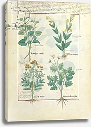 Постер Тестард Робинет (бот) Ms Fr. Fv VI #1 fol.124r Top row: Aristolochia Rotundi and Aristolochia Longua c.1470