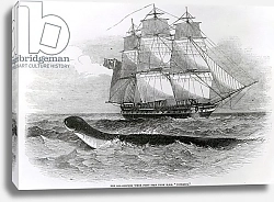 Постер Школа: Английская 19в. The Great Sea-Serpent when First Seen from H.M.S. Daedalus