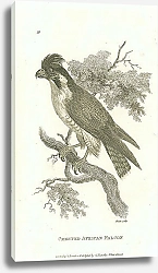 Постер Crested African Falcon 3