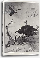 Постер Торнбурн Арчибальд (Бриджман) A Hungry Raven