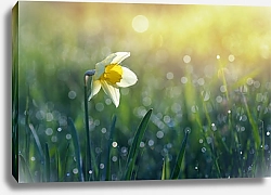 Постер Нарцисс под утренним солнцем и капли росы на траве