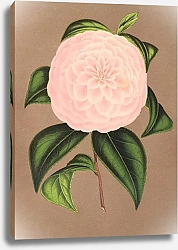 Постер Лемер Шарль Camellia Mistress Dombrain