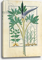 Постер Тестард Робинет (бот) Ms Fr. Fv VI #1 fol.158r Orchid, illustration from the 'Book of Simple Medicines'