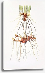 Постер Rhizomes of a Pogoniris and of a Regelia Iris