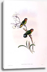 Постер Solomon Islands Pygmy Parrot - Nasiterna pusio