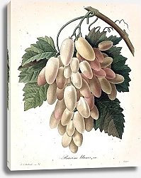 Постер Белый виноград