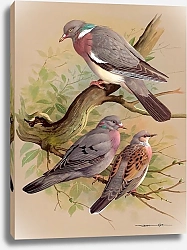 Постер Wood Pigeon-Stock Dove-Turtle Dove