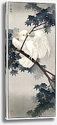 Постер Желтый хохлатый какаду на дереве (1900 - 1940)