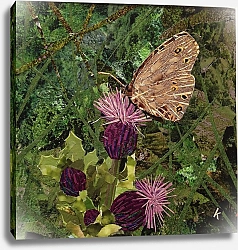 Постер Адамсон Кирсти (совр) Flit - Satyr Butterfly On Thistle