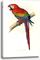Постер Red and Blue Macaw 2