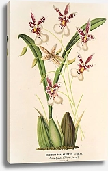 Постер Лемер Шарль Oncidium Phalænopsis