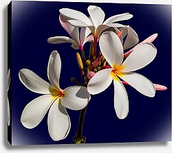 Постер Экзотические белые цветы на синем фоне