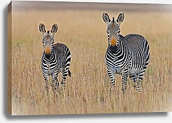 Постер Две африканские зебры