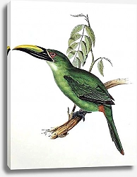 Постер Peacock Grove-bill Aracari