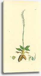 Постер Sowerby Ботаника №16 1