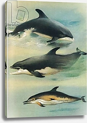 Постер Торнбурн Арчибальд (Бриджман) White Beake Dolphin, Bottle Nosed Dolphin and Common Dolphin, from Thorburn's Mammals published by Longmans and Co, c. 1920