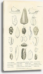 Постер Mollusca №10 3