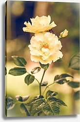 Постер Цветок белого шиповника