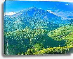 Постер Чайные плантации в Индии