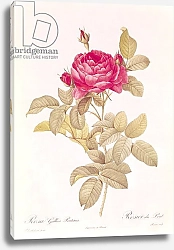 Постер Редюти Пьер Rosa Gallica Pontiana, from 'Les Roses' by Claude Antoine Thory