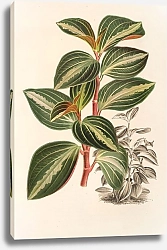 Постер Лемер Шарль Peperomia velutina