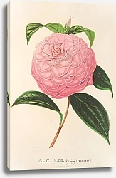 Постер Лемер Шарль Camellia Isabella Orsini
