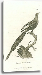 Постер Golden Green Crow 1