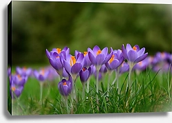 Постер Крокусы, весенние цветы