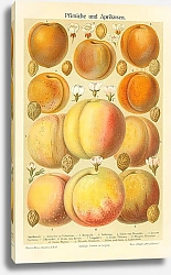 Постер Pfirsiche und Aprikosen