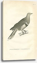 Постер Ptilinopus Porphyrius 1