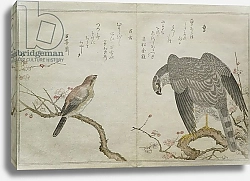 Постер Утамаро Китагава Falcon on the right, a Bull-headed Shrike on the left
