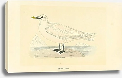 Постер Ivory Gull 1