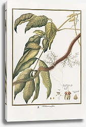Постер Faullinia cauliflora
