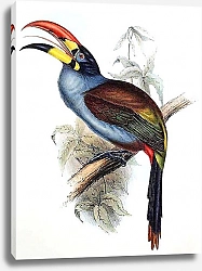 Постер Grey-breasted Aracari, Pteroglossus Hypoglaucus