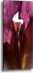 Постер МакЛемор Юлия (совр) Iris Shrine Purple, 2011,