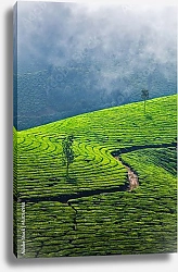 Постер  Зеленые чайные плантации, Муннар, Керала, Индия