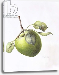 Постер Эден Маргарет (совр) Bramley Apple, 1995