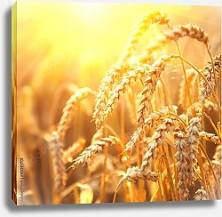 Постер Поле золотой пшеницы