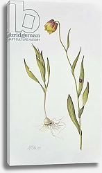 Постер Эден Маргарет (совр) Fritillaria Michailovsky, 1996