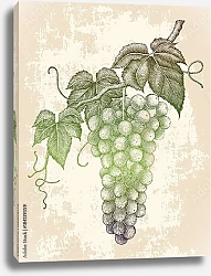 Постер Ветка созревающего винограда