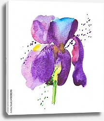 Постер Фиолетовый цветок ириса на белом