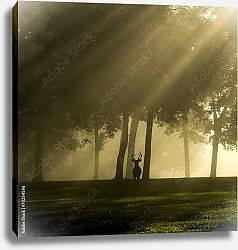 Постер Силуэт оленя в лучах солнца туманным утром